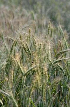 Golden Wheat Textures Stock Photos