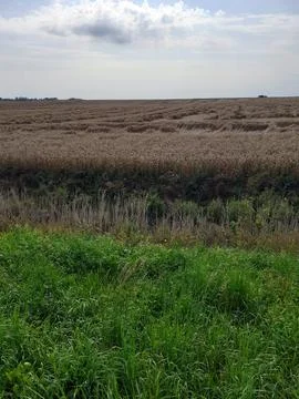 Golden wheat. A wheat field is bordered by green grass. Stock Photos