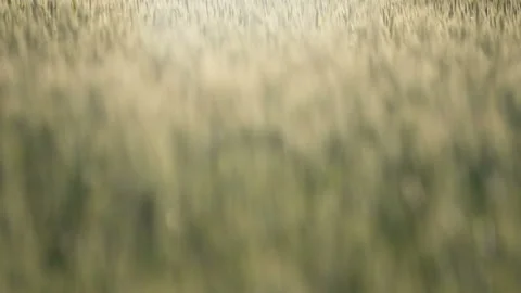 Golden Wheat in Wind Stockbeeldmateriaal 91793860