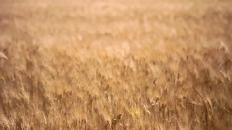 Golden Wheatfields Video stock 7769156
