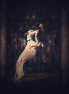 Golden whippet dog in the forest Stock Photos