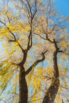Golden willow trees Stock Photos
