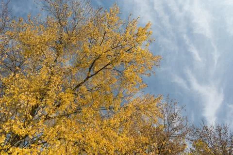 Golden willow trees Stock Photos