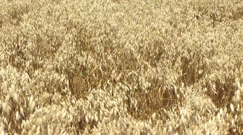 Golden windy barley Stock Footage 8531930