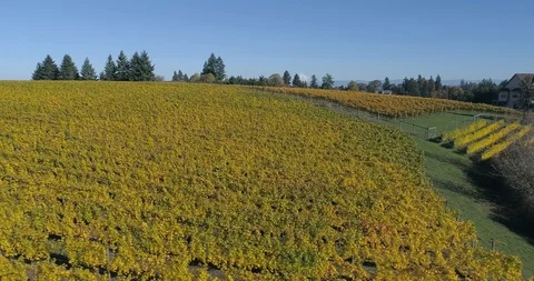 Golden Wine Vineyard in the Fall Time Video stock 123913063