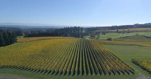 Golden Wine Vineyard in the Fall Time Stock Footage 123913597