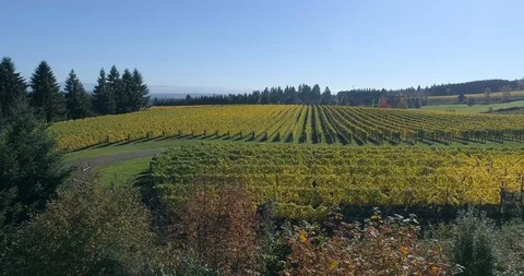 Golden Wine Vineyard in the Fall Time Video stock 123914462