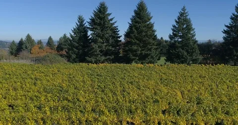 Golden Wine Vineyard in the Fall Time Video stock 123914501