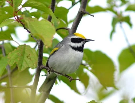 Golden-winged Stock Photos