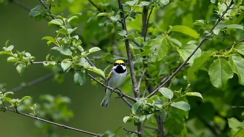 Golden-winged Warbler singing Video stock 119344779