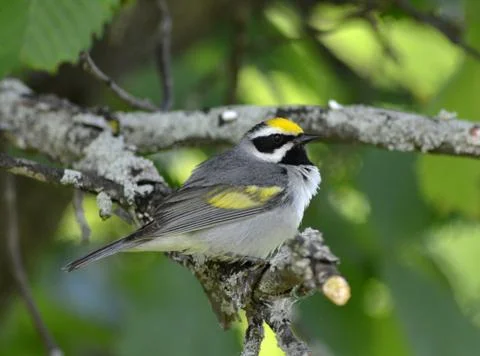 Golden-winged2 Stock Photos