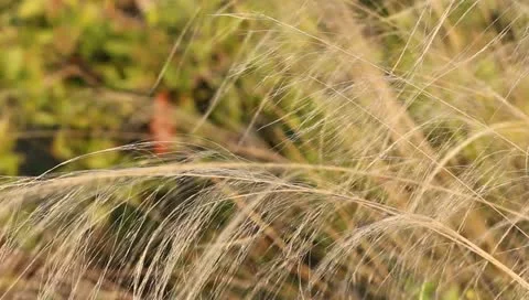 Golden Wisps Stock Footage 10833051