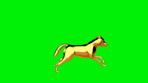 Golden wolf running seamless loop, Green Screen  Stock Footage 139749425