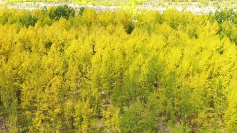 Golden woods Stock Footage 243078648