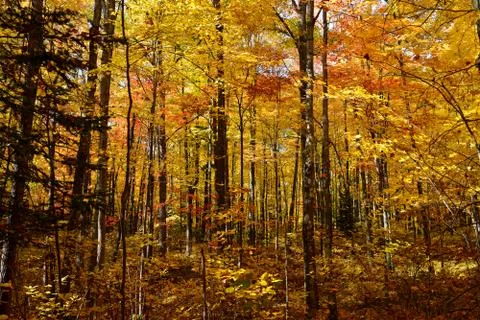Golden Woods Stock Photos