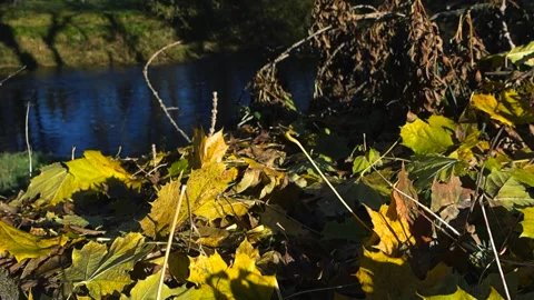 Golden yellow autumn fallen maple tree leaves besides a blue colored rural Stock Footage 320090955