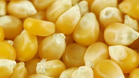 Golden yellow corn kernels rotating Stock Footage 209198197