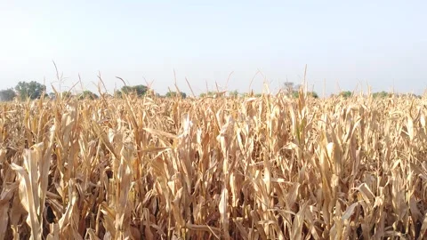 Golden yellow corn stalks in the fields | Punjab Pakistan | 4k Stock Footage 277949610