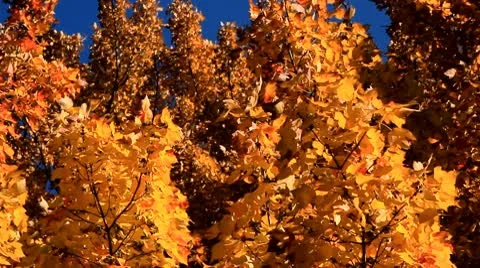 Golden Yellow Fall Leaves with Deep Blue Autumn Sky Stock Footage 10751387