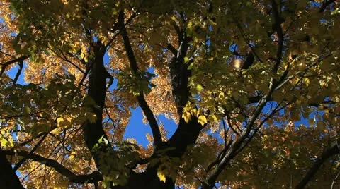 Golden Yellow Fall Leaves with Deep Blue Autumn Sky Stock Footage 12136173