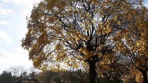 Golden yellow leaves on windy fall day Stock Footage 69084342