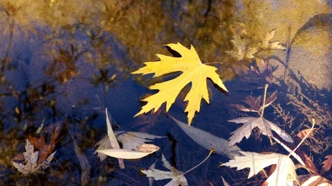 Golden Yellow Maple Leaf floating on water, floats out of camera left. Video stock 118876615