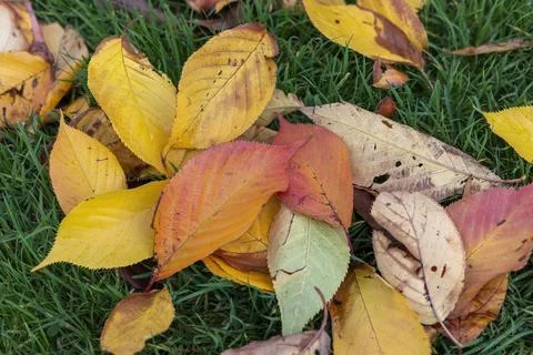 Golden Yellow Orange Brown Fall Autumn Wild Cherry Tree Leaves on Green Grass Stock Photos