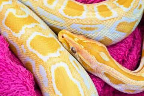 Golden yellow Python snake Фото