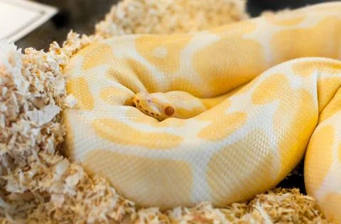 Golden yellow Python snake Photos