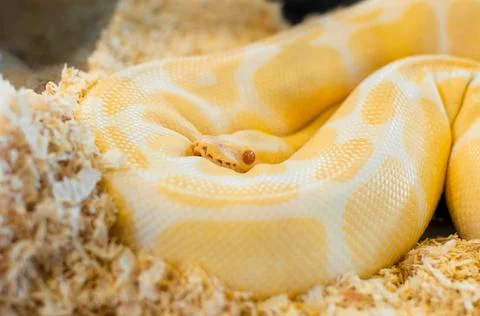 Golden yellow Python snake Photos