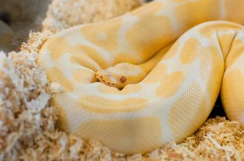 Golden yellow Python snake Stock Photos