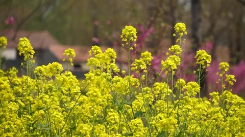 The golden yellow rape flowers in full bloom in spring. Huaibei City, Anhui Stock Footage 334634891