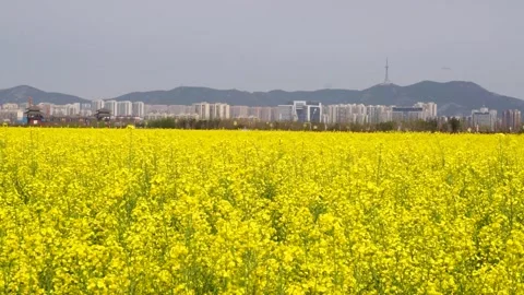 The golden yellow rape flowers in full bloom in spring. Huaibei City, Anhui Stock Footage 334634893