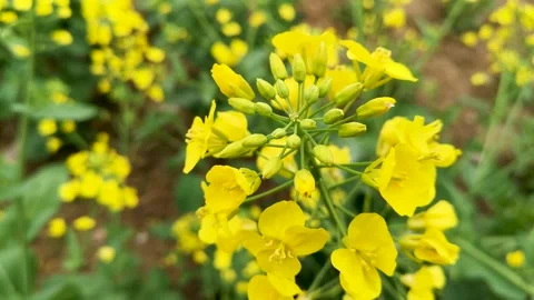 The golden yellow rape flowers in full bloom in spring. Huaibei City, Anhui Stock Footage 334634898