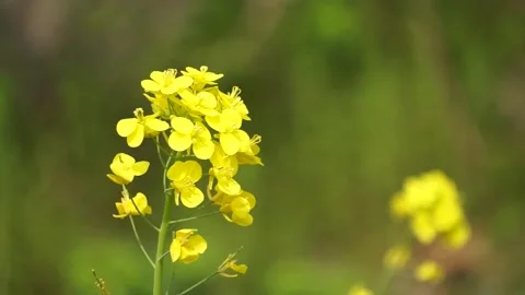 The golden yellow rape flowers in full bloom in spring. Huaibei City, Anhui Stock Footage 335107465