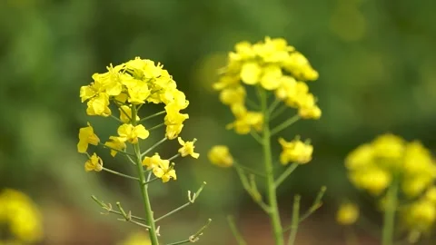 The golden yellow rape flowers in full bloom in spring. Huaibei City, Anhui Stock Footage 335107724