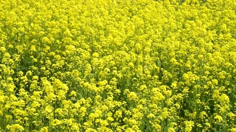 The golden yellow rape flowers in full bloom in spring. Huaibei City, Anhui Stock Footage 335107725