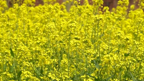 The golden yellow rape flowers in full bloom in spring. Huaibei City, Anhui Stock Footage 335107727
