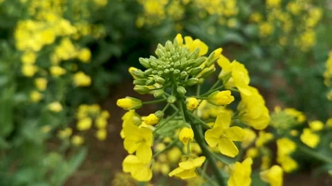 The golden yellow rape flowers in full bloom in spring. Huaibei City, Anhui Stock Footage 335107729