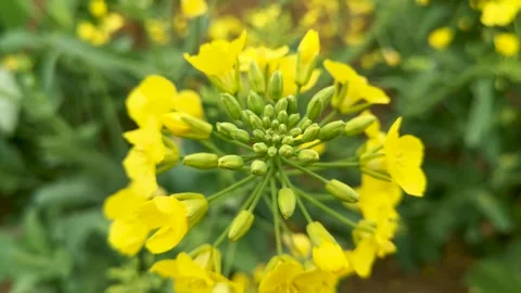 The golden yellow rape flowers in full bloom in spring. Huaibei City, Anhui Stock Footage 335107730
