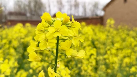 The golden yellow rape flowers in full bloom in spring. Huaibei City, Anhui Stock Footage 335107733