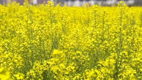 The golden yellow rape flowers in full bloom in spring. Huaibei City, Anhui Stock Footage 335107760