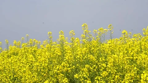 The golden yellow rape flowers in full bloom in spring. Huaibei City, Anhui Stock Footage 335107765