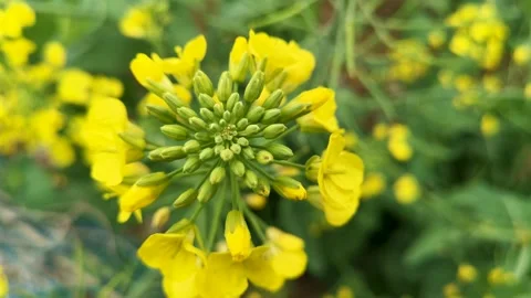 The golden yellow rape flowers in full bloom in spring. Huaibei City, Anhui Stock Footage 335107766