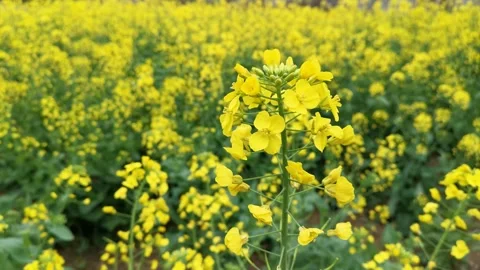 The golden yellow rape flowers in full bloom in spring. Huaibei City, Anhui Stock Footage 335107768
