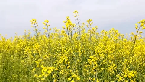 The golden yellow rape flowers in full bloom in spring. Huaibei City, Anhui Stock Footage 335107770
