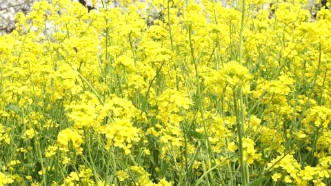 The golden yellow rape flowers in full bloom in spring. Huaibei City, Anhui Stock Footage 335107780