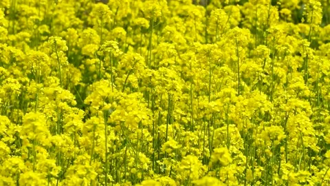 The golden yellow rape flowers in full bloom in spring. Huaibei City, Anhui Stock Footage 335107816