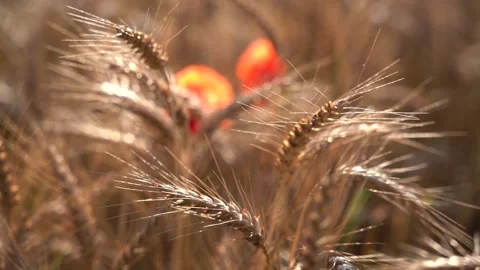 Golden Yellow Wheat field, shallow depth of field in slow motion. Poppy flowers Stock Footage 132776644