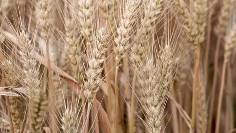 Golden yellow wheat fields, mature wheat. Stock Footage 155878956